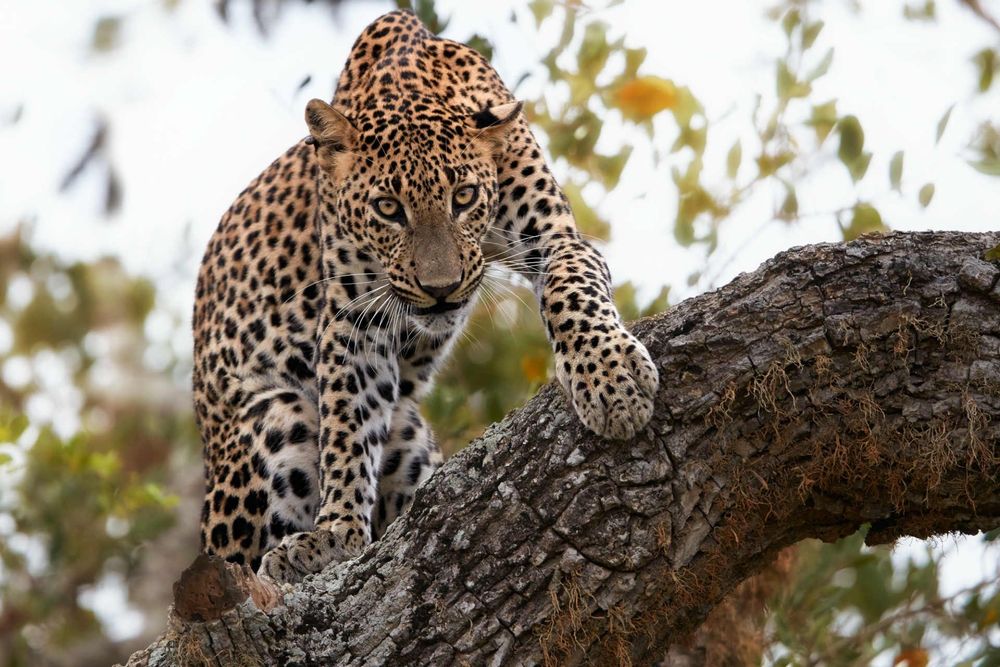 leopard-panthera-yala-national-park-sri-lanka-shutterstock_513775720