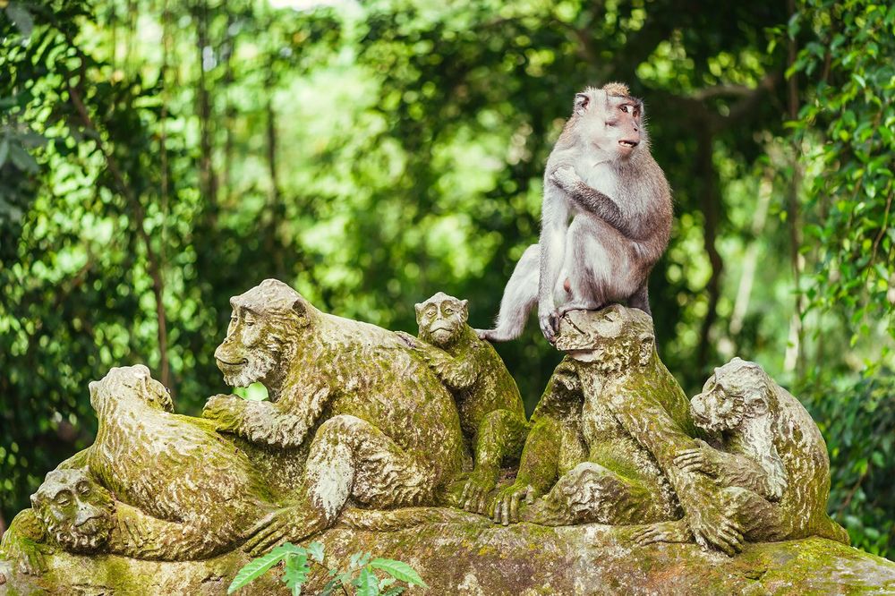 Long-tailed macaque (Macaca fascicularis) in Sacred Monkey Forest, Ubud, Indonesia © Shutterstock