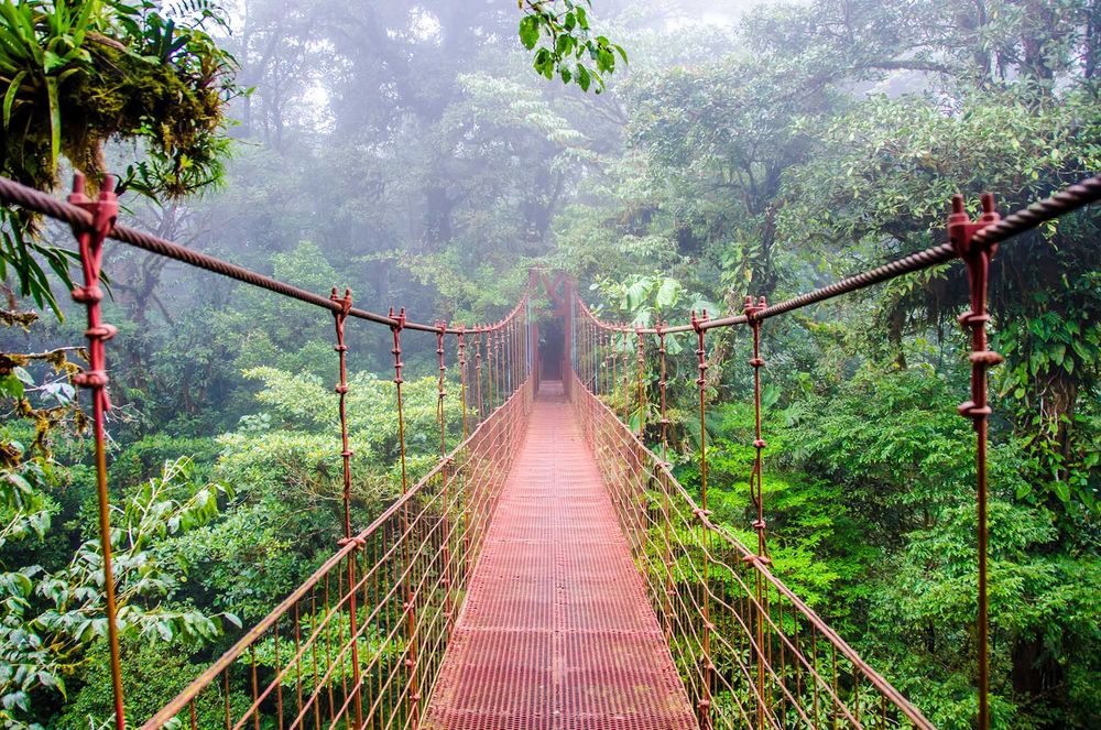 Monteverde cloudforest, Costa Rica © Simon Dannhauer/Shutterstock