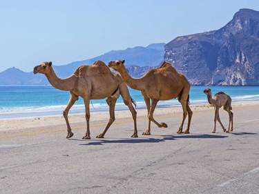 Discovering Oman: from Muscat to Salalah