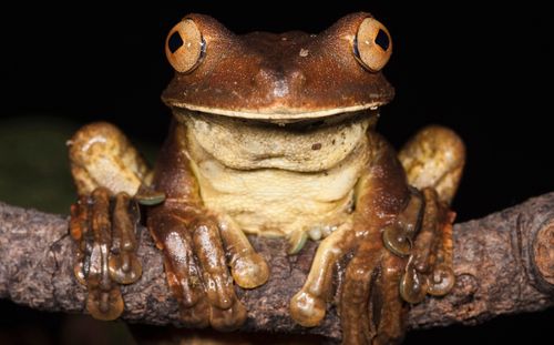 Gladiator Frog Hypsiboas boans on branch, Choca Region, Ecuador