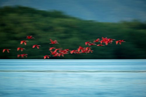 bird-scarlet-ibis-eudocimu-trinidad-shutterstock_1271067007