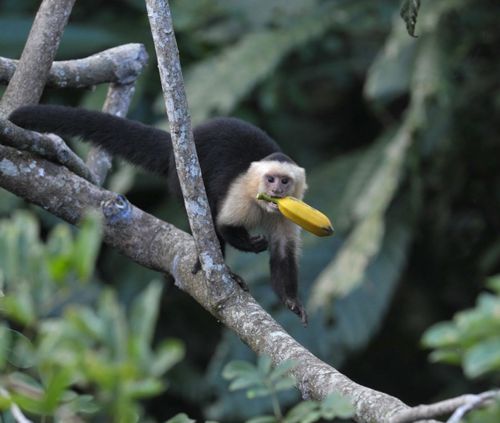 capuchin-monkey-pico-bonito-honduras-shutterstock_71195590