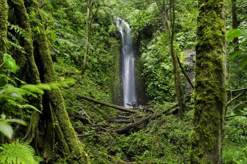 Waterfall at cloud forest, La Amistad international park, Chiriqui province, Panama © Alfredo Maiquez/Shutterstock