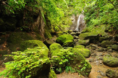 Darien jungle, Panama © Shutterstock
