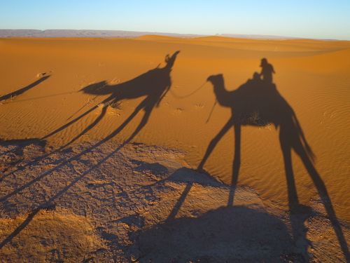 Camels,  Morocco