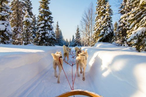 Dog sledge ride @ Shutterstock