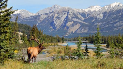 Elk in Jasper National Park, Alberta, Canada © Weekend Warrior Photos/Shutterstock