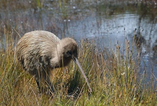 Endangered New Zealand kiwi bird © Vii Snijders/Shutterstock