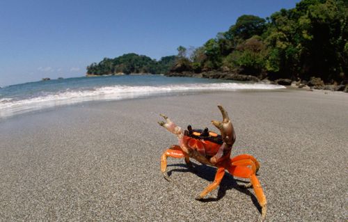 Halloween Crab (Gecarcinus quadratus) in defensive posture on beach, Manuel Antonio National Park, Costa Rica