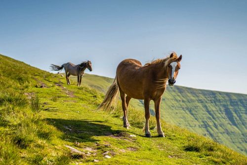horses-brecon-beacons-wales-shutterstock_161997977