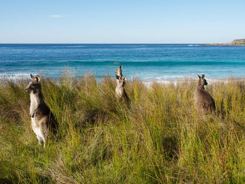 Kangaroos at Batemans Bay, Australia