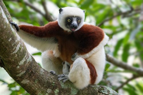 Madagascar: Coquerel's Sifaka (Lemur) in the Andasibe-Mantadia National Park © worldclassphoto/Shutterstock