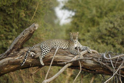 leopard-Samburu-Kenya-shutterstock_765564229