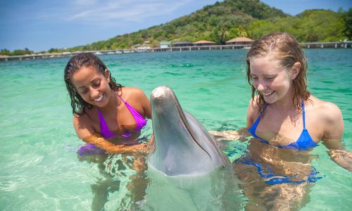 Roatan, Bay Islands, Honduras; Young Women In The Water With A Bottlenose Dolphin (Tursiops Truncatus) At Anthony's Key Resort