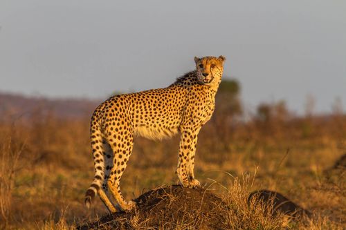 Cheetah Standing on Termite Mount at Kruger National Park, South Africa © Sekar B/Shutterstock