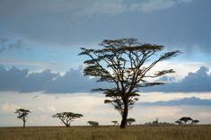 Africa, Tanzania, Serengeti National Park, view of savannah landscape