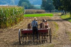 Young amish farmer sowing a field during the fall season