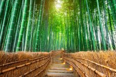 Arashiyama Bamboo Grove, Japan © Guitar photographer/Shutterstock