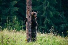 Carpathian brown bear in the wilderness © Angyalosi Beata/Shutterstock