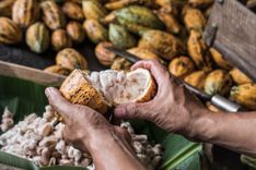 Cocoa beans fruits © Aedka Studio/Shutterstock