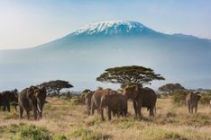 elephants-kilimanjaro-amboseli-park-tanzania-shutterstock_363076172