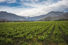 elqui-valley-chile-wine-region