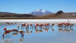 Flamingos in a Laguna, Hedionda, Bolivia