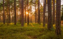 forest-sunset-estonia-shutterstock_631182350