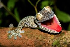 Giant gecko in Madagascar's rainforest © Artush/Shutterstock
