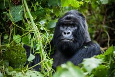 Gorilla in Congo © nomads.team/Shutterstock