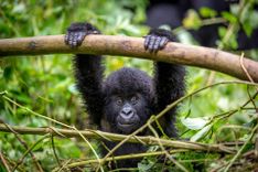 Baby gorila inside Virunga national park, Rwanda © LMspencer/Shutterstock