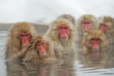 hot-spring-snow-monkey-japan-shutterstock_516033991