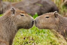 Ibera-Wetlands-brazil-Capybara -shutterstock_1051209281
