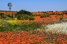 Namaqualand, South Africa © Marie-Anne AbersonM/Shutterstock