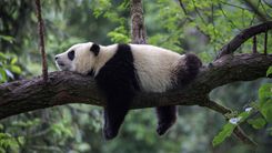 Giant panda sleeping on tre tree © clkraus/Shutterstock