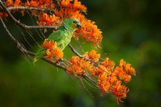 parrot-trinidad-tobago-shutterstock_464487536