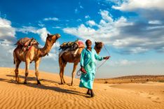 Rajasthan indian camel, India © Dmitry Rukhlenko/Shutterstock