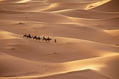 sahara-caravan-morocco-shutterstock_501830164