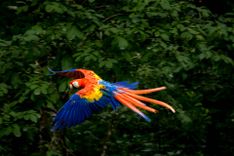 scarlet-macaw-honduras-shutterstock_486207670