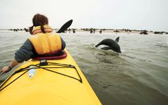 Seals jump by kayak, Walvis Bay, Skeleton Coast , Namibia , Southern Africa, Africa