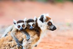 Ringtailed lemur carrying twin babies in Madagascar
