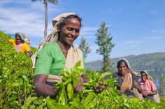 sri-lanka-tea-plantation-picker-shutterstock_220291930