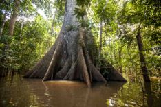 sumauma-tree-rainforest-amazon-shutterstock_1120526348