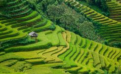 terraced-rice-fields-sapa-vietnam-shutterstock_541224970