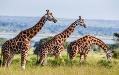 uganda-giraffes-shutterstock_622709234