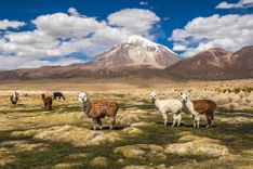 The southern Altiplano