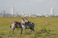 Zebras in Nairobi National Park, Kenya © mbrand85/Shutterstock