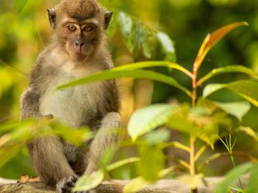 Wildlife Spotting in Borneo